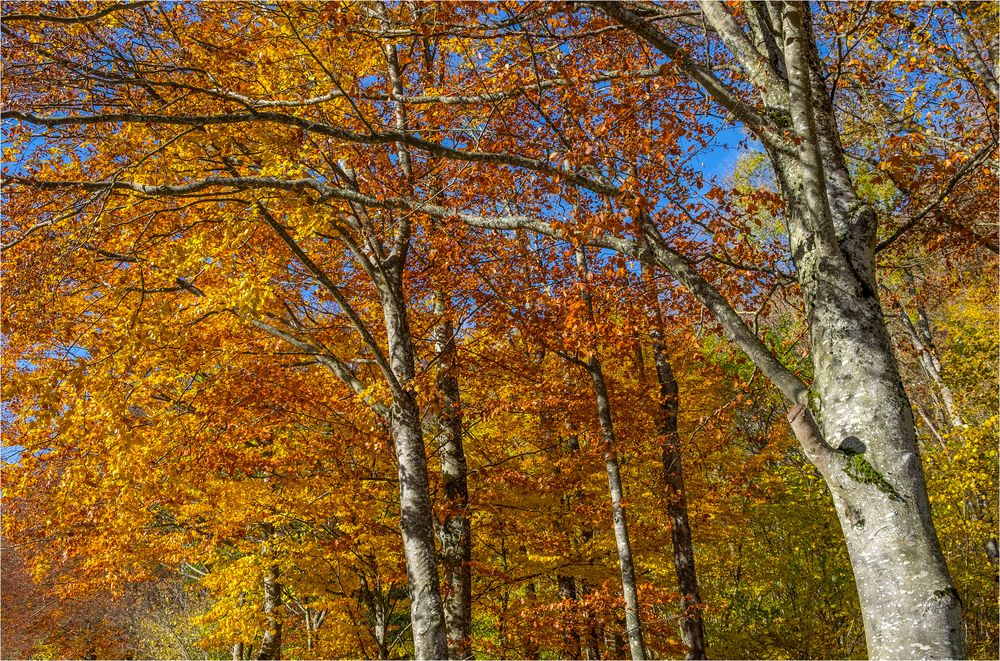 Herbst am Jura