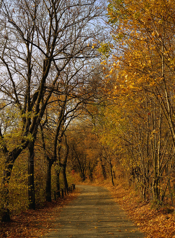 Herbst am Kahlenberg