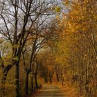 Herbst am Kahlenberg