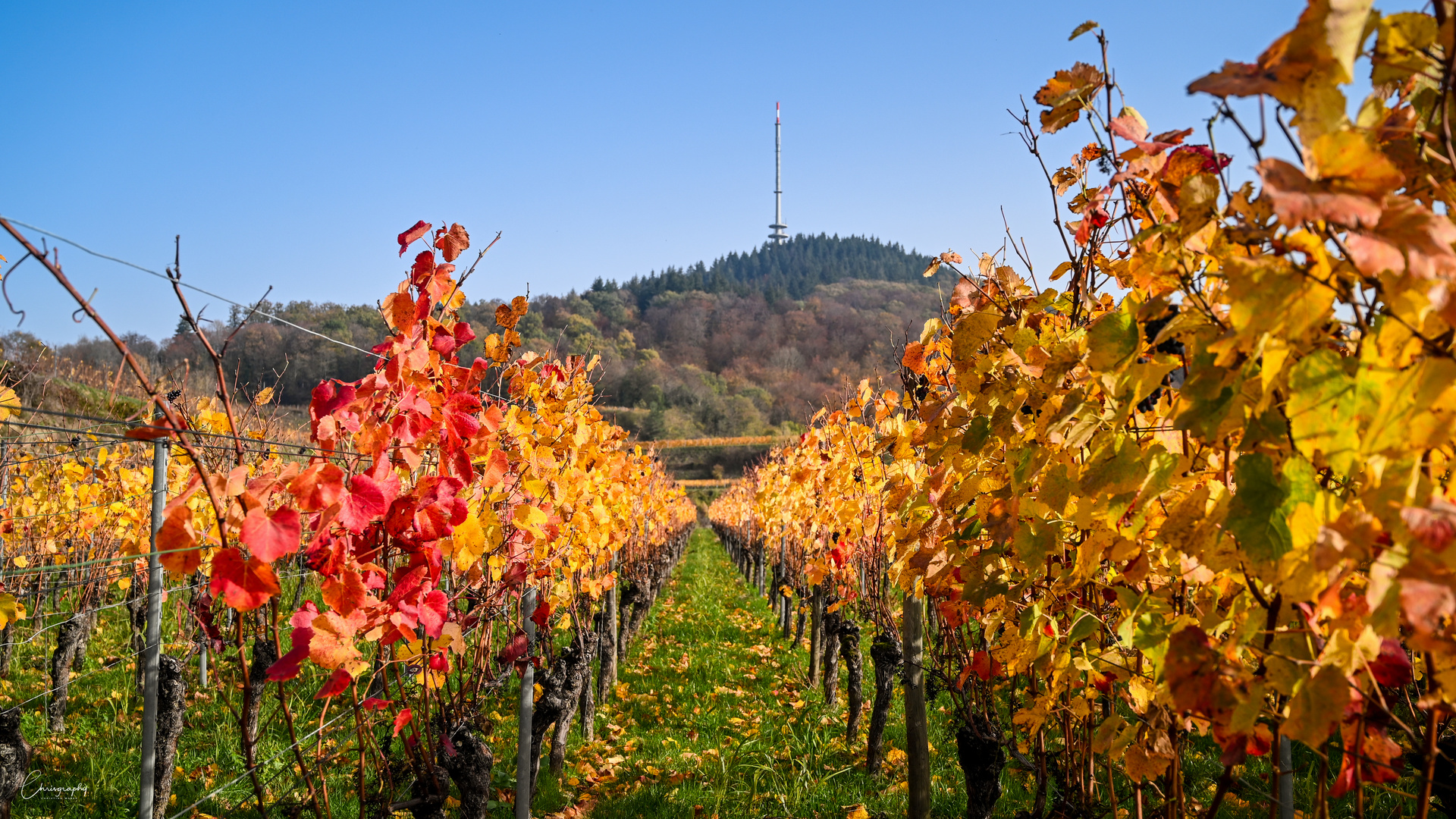 Herbst am Kaiserstuhl