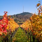 Herbst am Kaiserstuhl