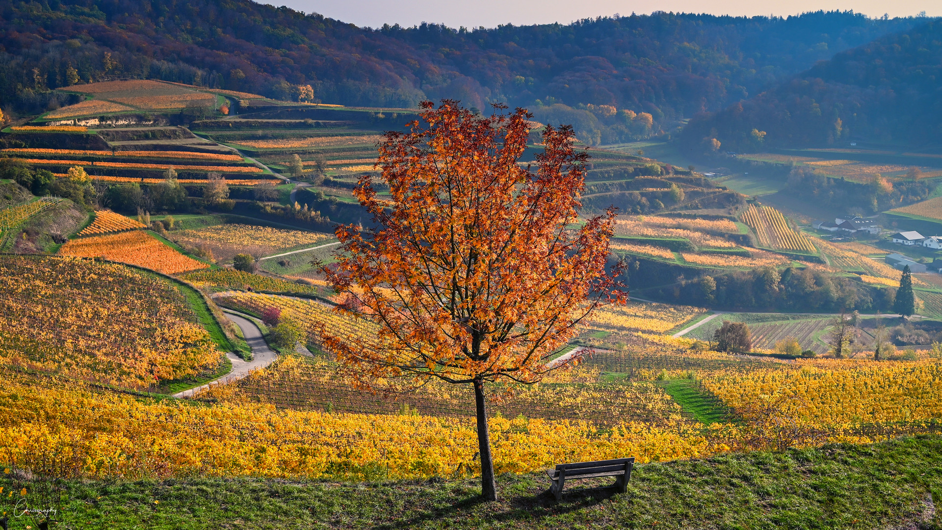 Herbst am Kaiserstuhl