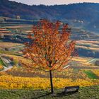 Herbst am Kaiserstuhl