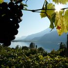 Herbst am Kalterersee