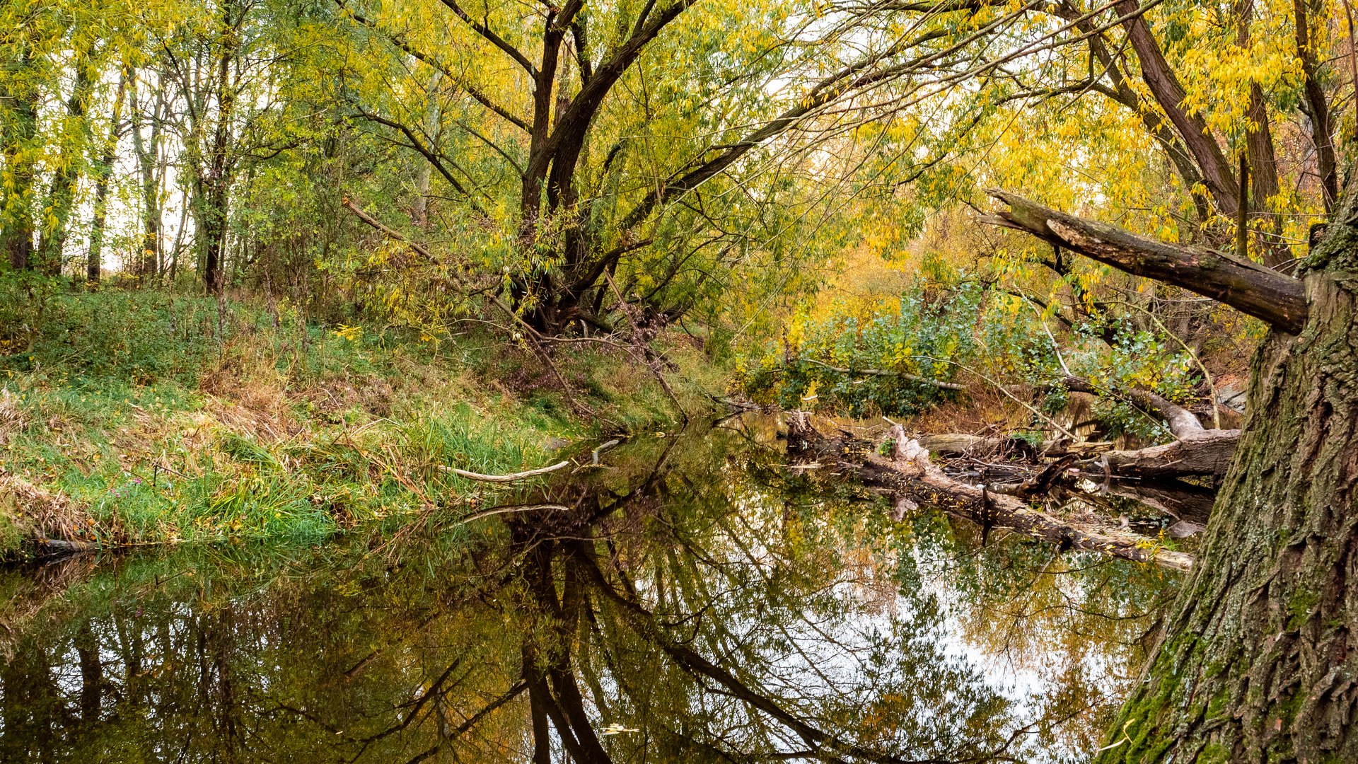 Herbst am Kamp