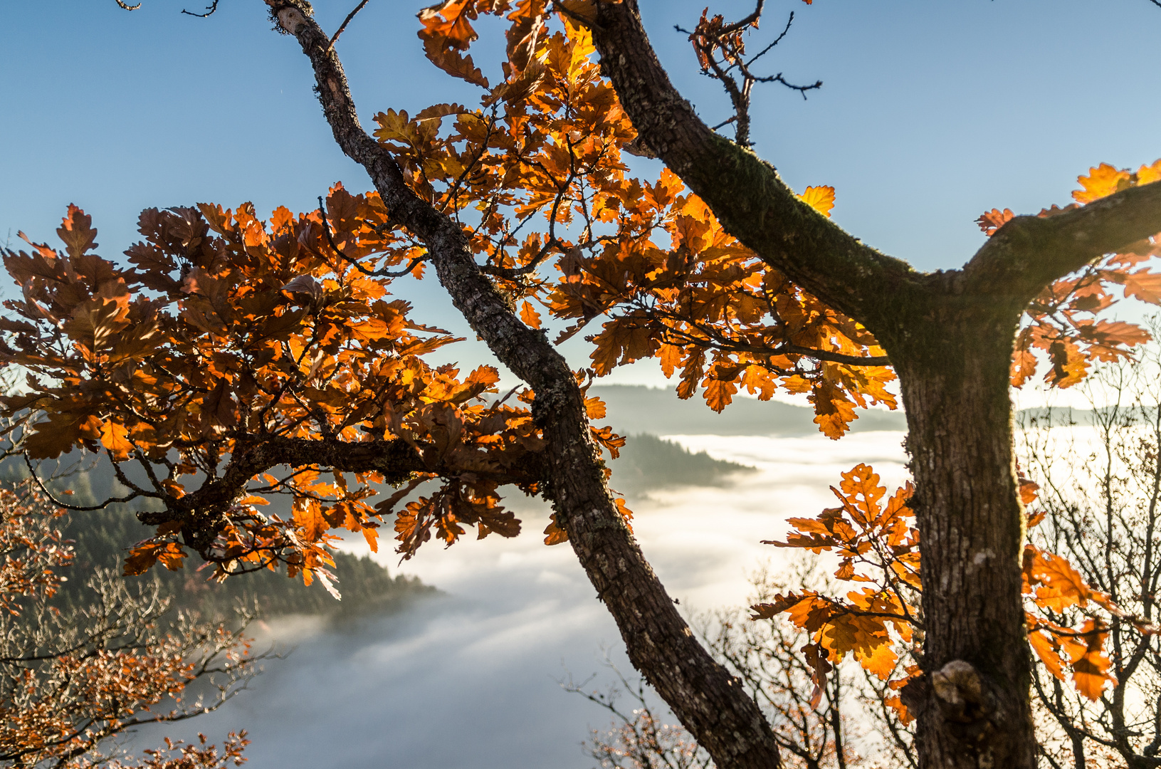 Herbst am Karlsruher Grat bei Ottenhöfen