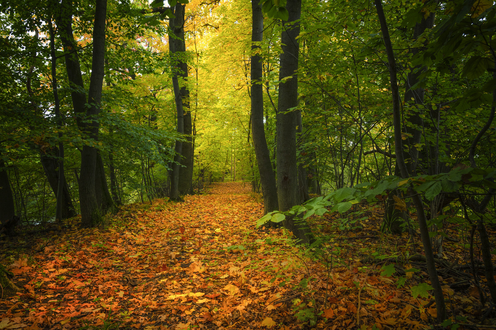 Herbst am Kleiderseller Weg - II