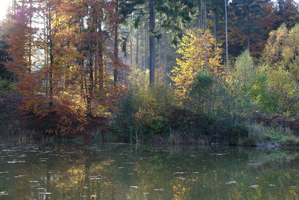 Herbst am kleinen Waldsee