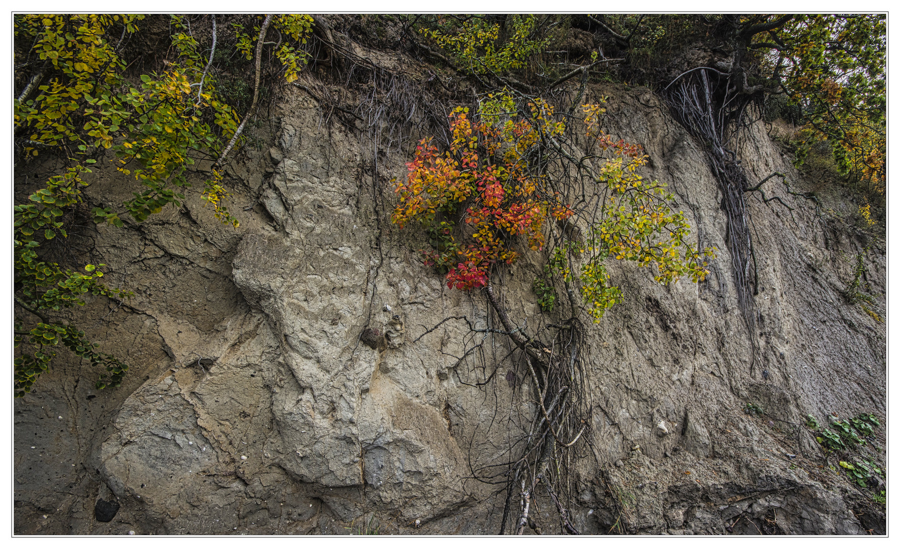 Herbst am Kliff