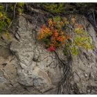 Herbst am Kliff