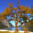 Herbst-am-Koenigssee