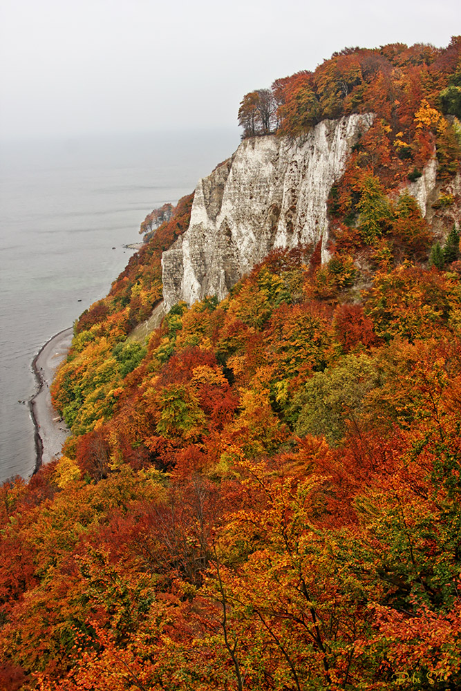 Herbst am Kreidefelsen