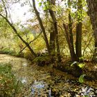 Herbst am Kreuzbach 2