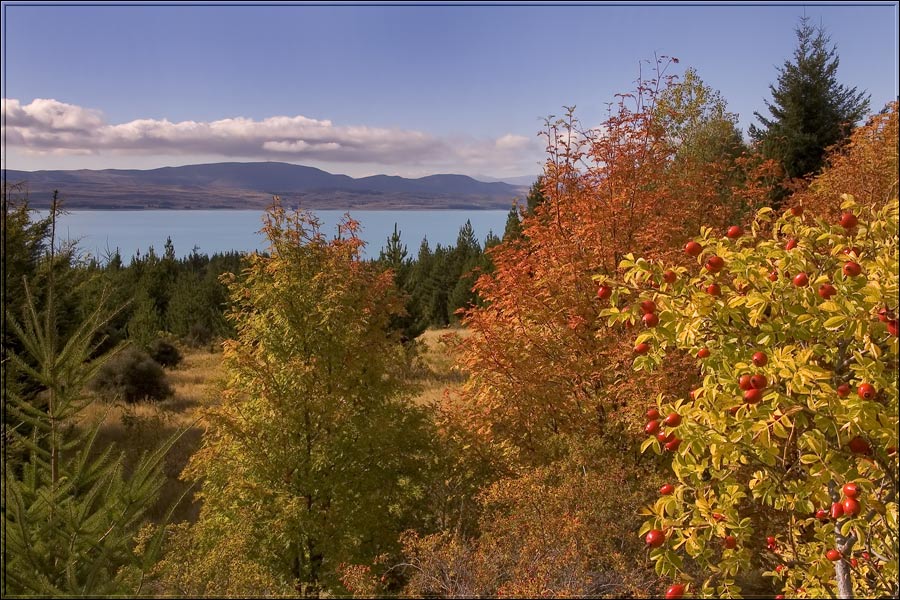 Herbst am Lake Pukaki