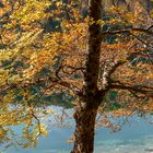 Herbst am Leopoldsteiner See 3