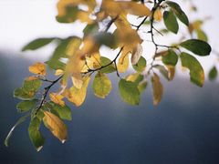 Herbst am Liblarer See