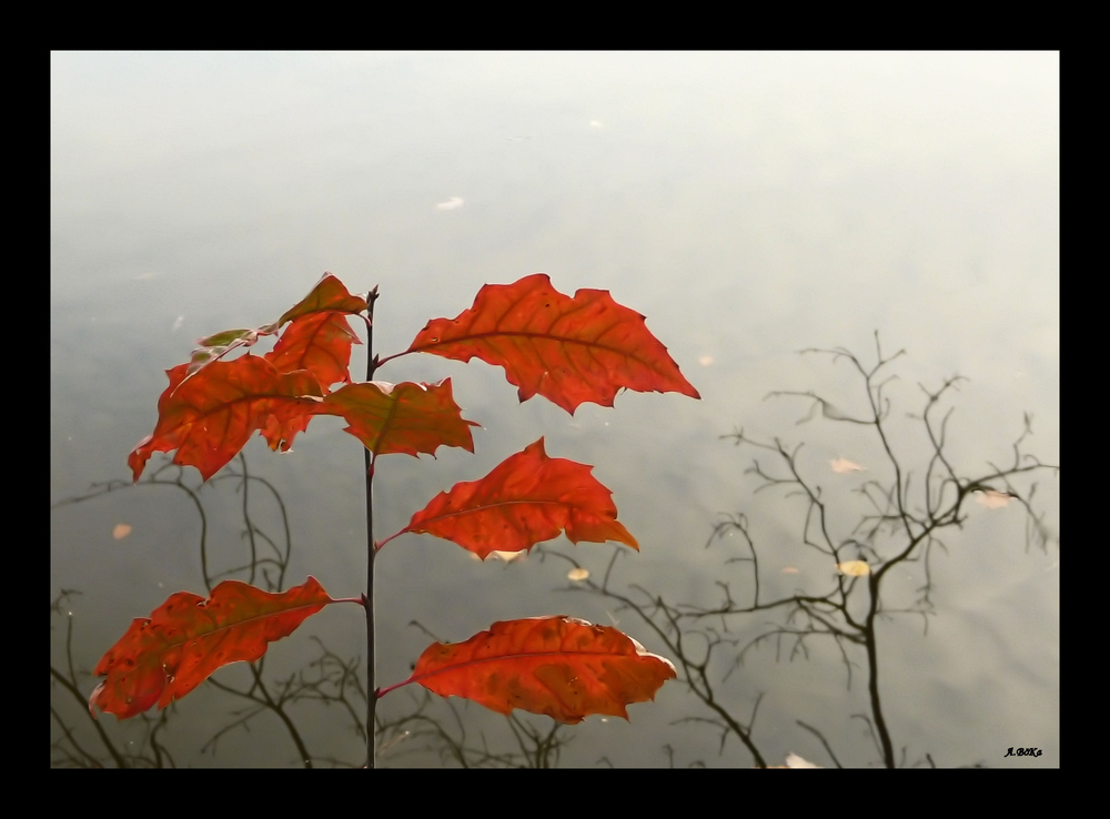 Herbst am Lienewitzsee