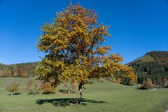 Herbst am Lindauer ...