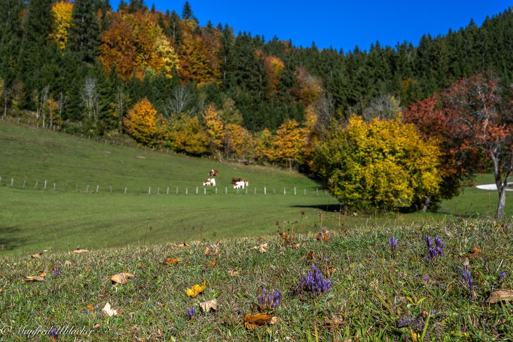 Herbst am Lindauer ...