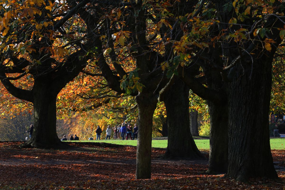 Herbst am Lohrberg