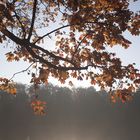 Herbst am lübecker Mühlenteich