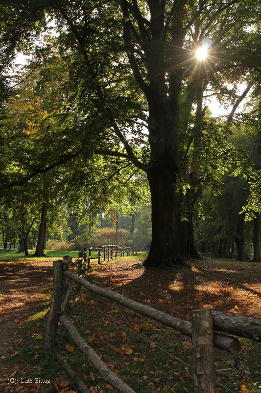 Herbst am Luisium