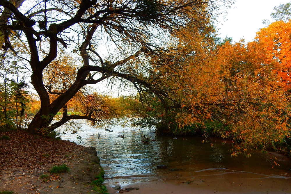 Herbst am Main