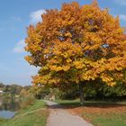 Herbst am Main