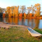 Herbst am Main - quietschbunt