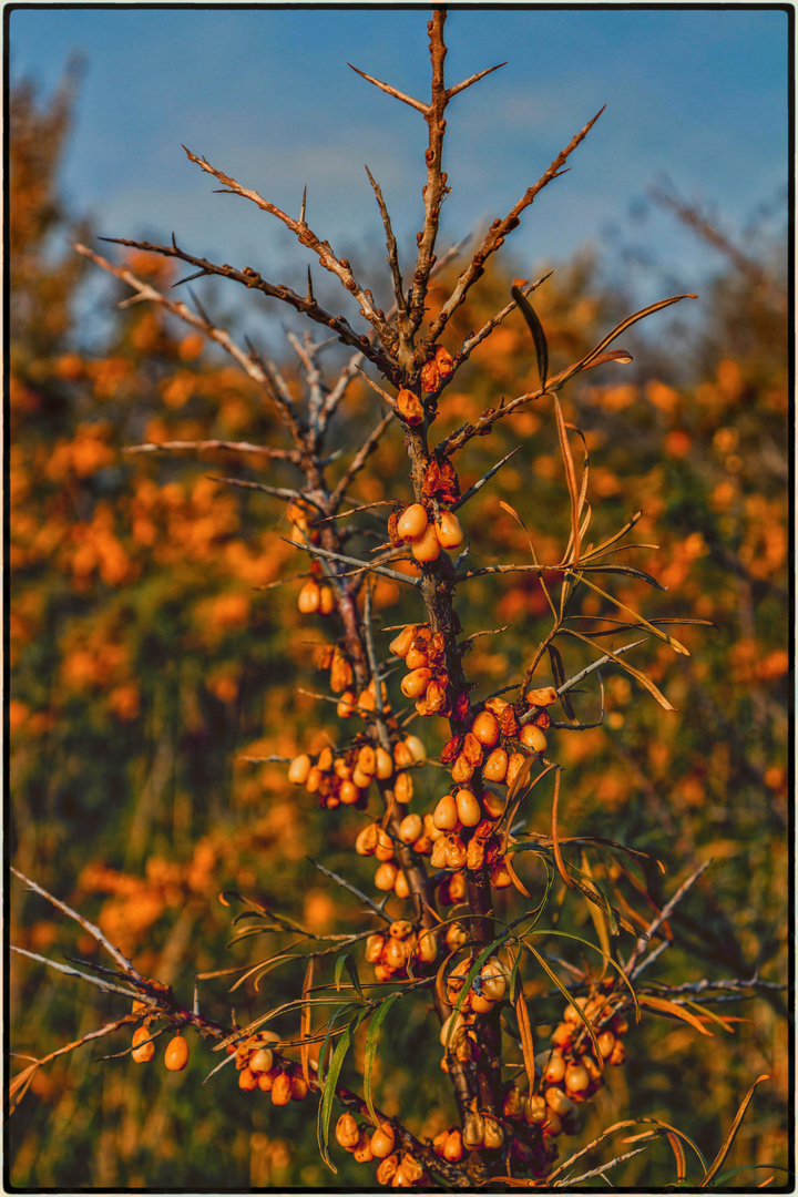 Herbst am Markkleeberger See