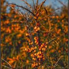 Herbst am Markkleeberger See