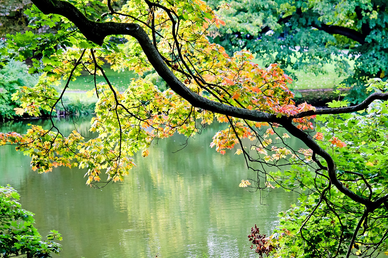 Herbst am Maschteich in Hannover