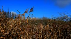 Herbst am Mauerweg 4