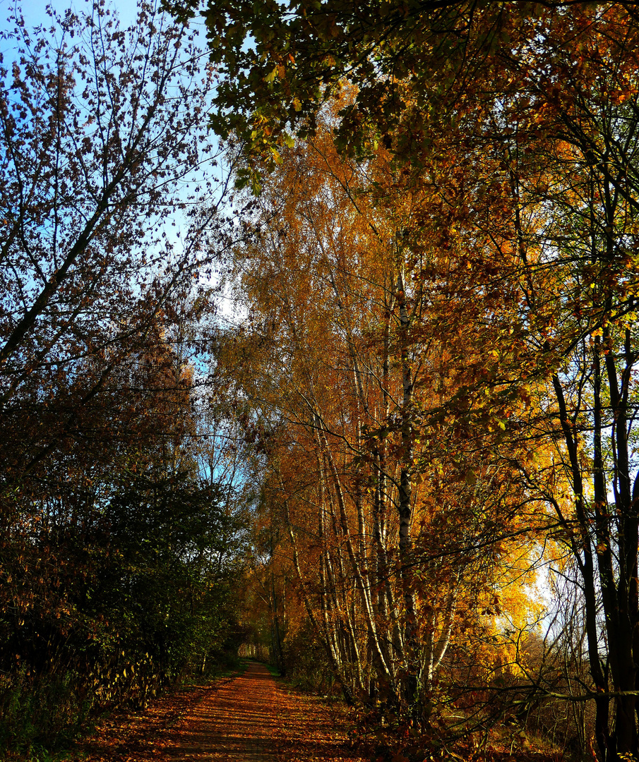 Herbst am Mauerweg 6