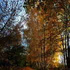 Herbst am Mauerweg 6