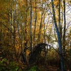 Herbst am Mauerweg7