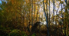 Herbst am Mauerweg7