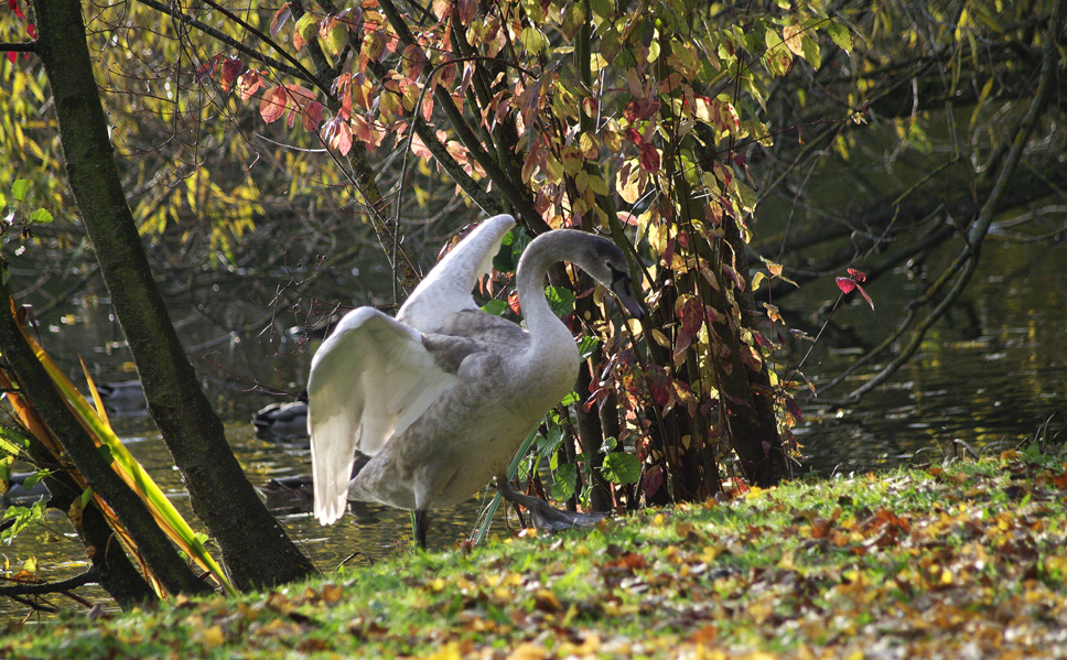 Herbst am Max-Eyth-See 12