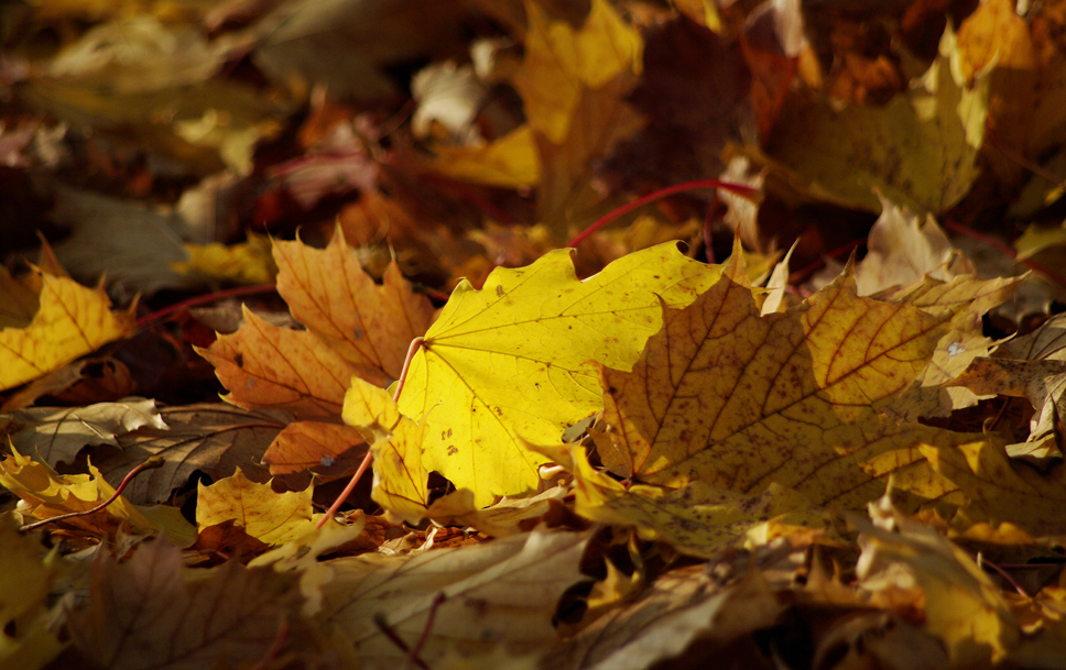 Herbst am Max-Eyth-See 13