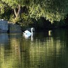 Herbst am Max-Eyth-See 2