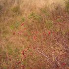 Herbst am Meer