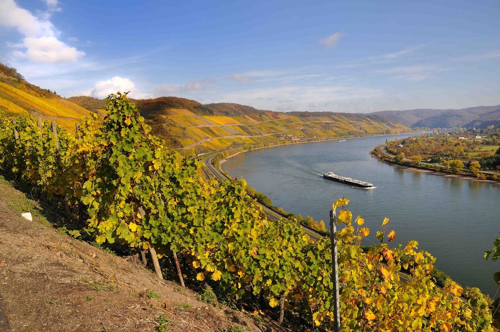 Herbst am Mittelrhein " 3 "