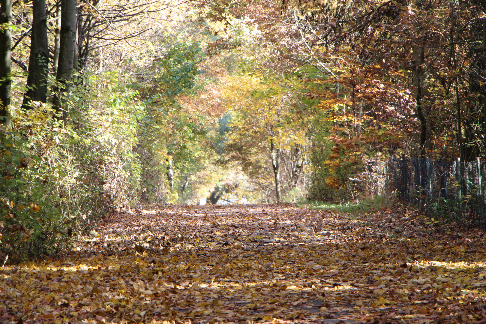 Herbst am Möhnesee 