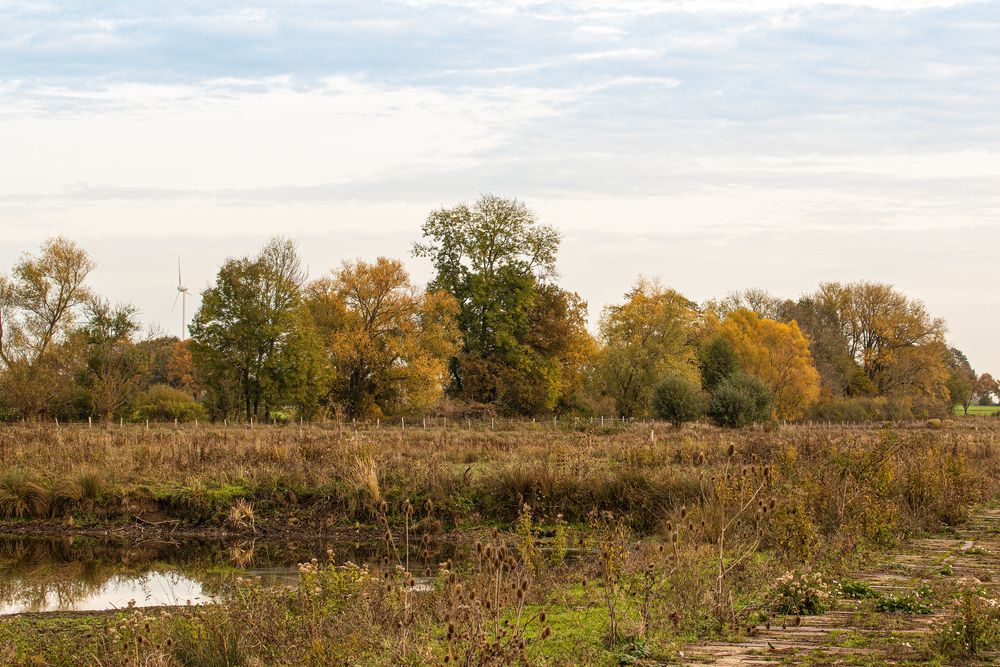 Herbst am Moor Wöste 2