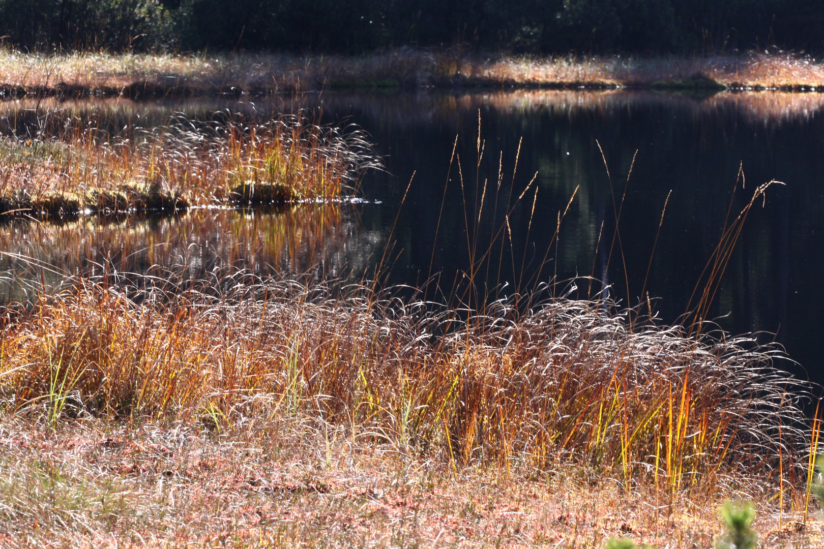 Herbst am Moorsee