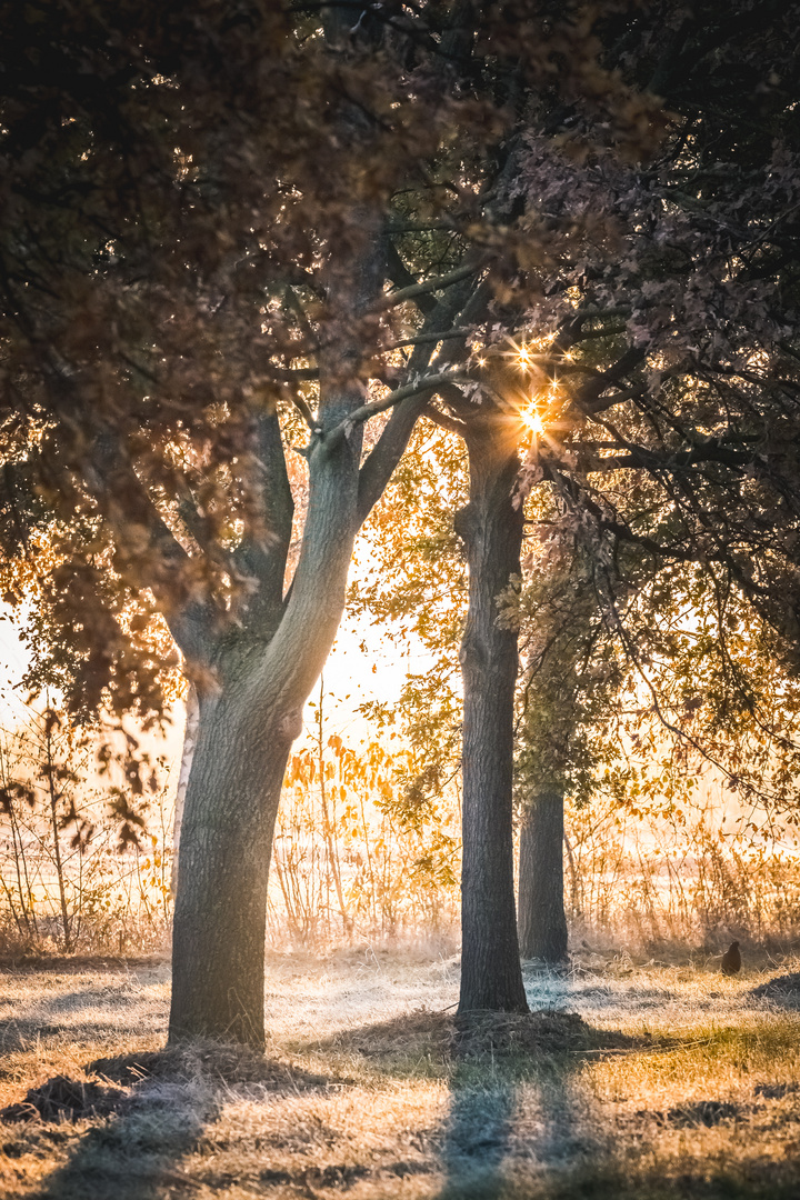 Herbst am Morgen.