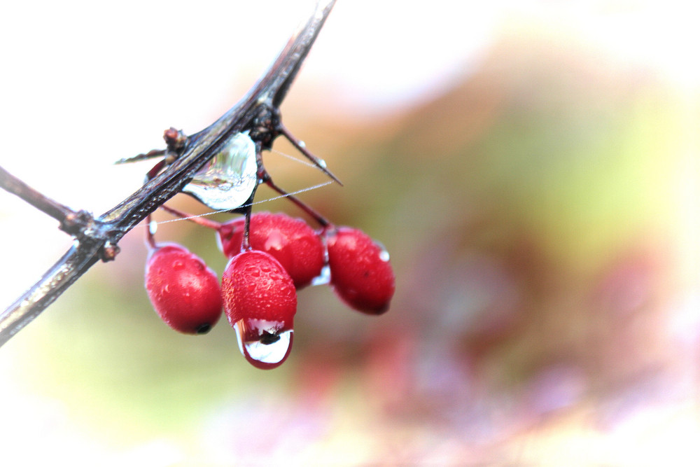 Herbst am morgen