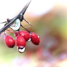 Herbst am morgen