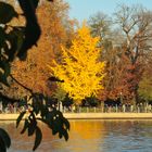 Herbst  am Müggelsee 1