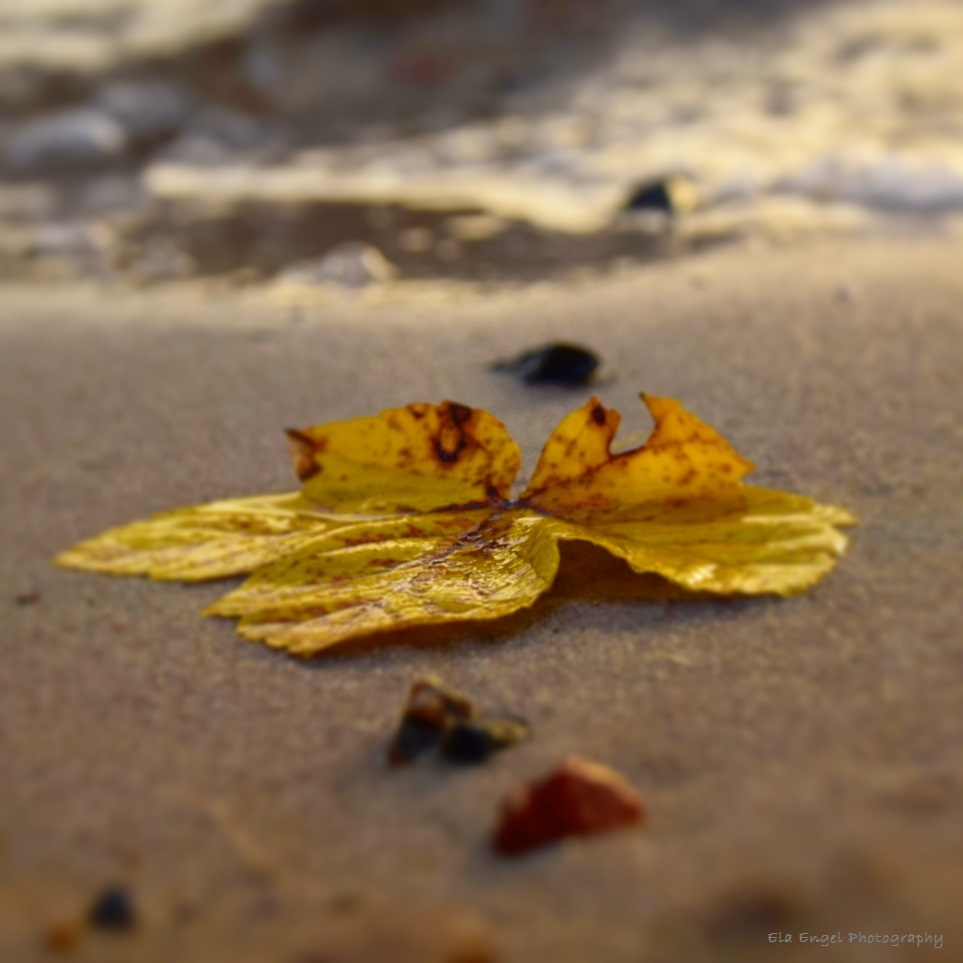 Herbst am Müggelsee